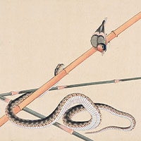 葛飾北斎 肉筆画帖 蛇と小鳥